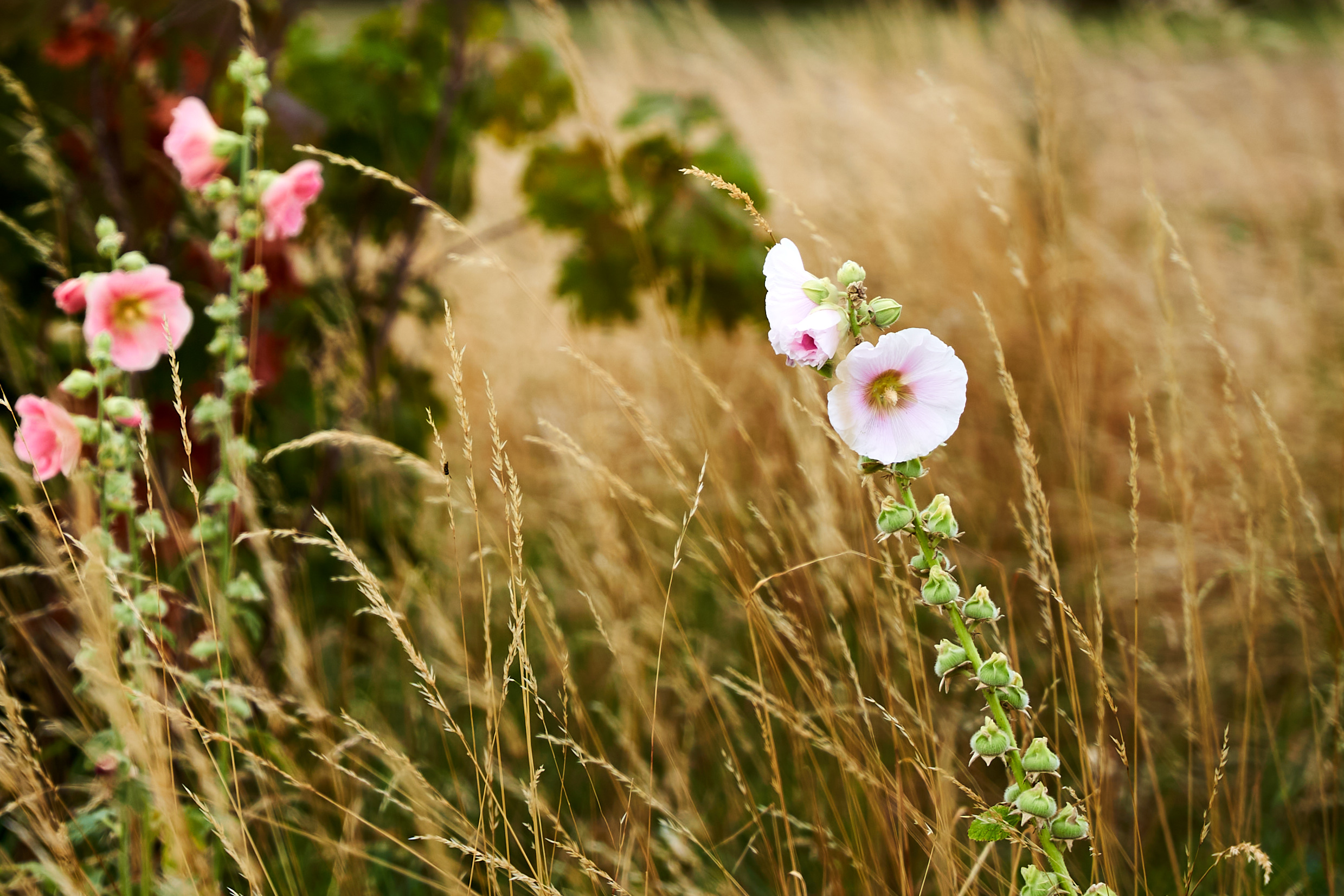 2022 07 22 Sverige 0217